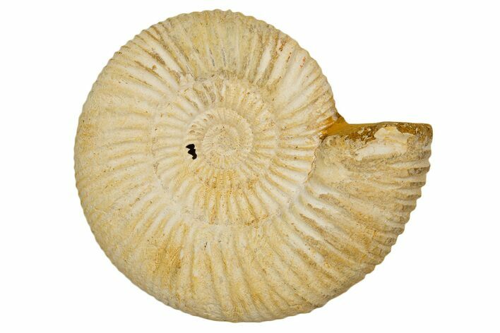 Jurassic Ammonite (Perisphinctes) Fossil - Madagascar #337222